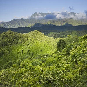 Scenic forest view on Kuilau Ridge Hiking Trail, Kauai, Hawaii, USA