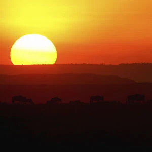 Scenic View of a Sunset over the Bushveld