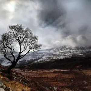 Schiehallion Mountain, Lone Tree Schiehallion Mountain, Lone Tree