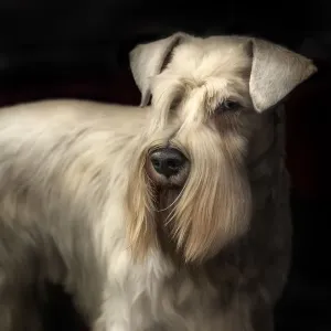 Chien Schnauzer miniature blanc. Chien Schnauzer miniature blanc.
