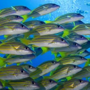 School of Bluestripe Snappers -Lutjanus kasmira-, Palau School of Bluestripe Snappers -Lutjanus kasmira-, Palau