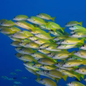 School of Bluestripe Snappers -Lutjanus kasmira-, Palau School of Bluestripe Snappers -Lutjanus kasmira-, Palau