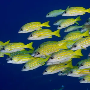 School of Bluestripe Snappers -Lutjanus kasmira-, Palau School of Bluestripe Snappers -Lutjanus kasmira-, Palau
