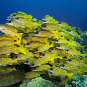 School of Bluestripe Snappers -Lutjanus kasmira-, Palau School of Bluestripe Snappers -Lutjanus kasmira-, Palau