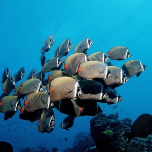 School of Redtail Butterflyfish Print