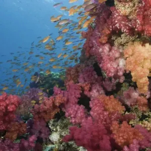 Schooling Fairy Basslets (Pseudanthias squamipinnis) among coral Schooling Fairy Basslets (Pseudanthias squamipinnis) among coral