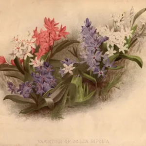 Scilla Bifolia Print, circa 1800 Scilla Bifolia Print, circa 1800