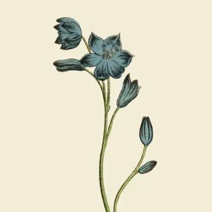 Scillia Plants, Victorian Botanical Illustration