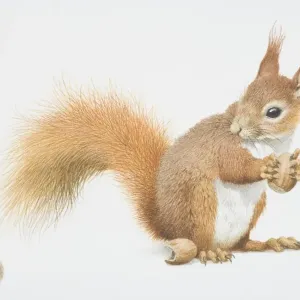 Red Squirrel Holding a Nut Print Red Squirrel Holding a Nut Print