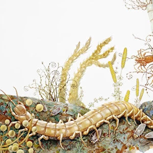 Scorpion and venomous centipede in natural habitat