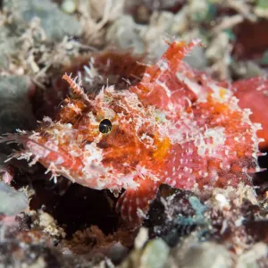 A scorpionfish A scorpionfish
