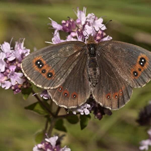 Scotch Argus butterfly -Erebia aethiops- on thyme, Neresheim, Baden-Wuerttemberg, Germany, Europe