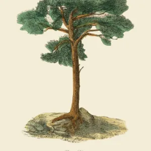 Scotch Pine Tree or Pinus Silvetris, Victorian Botanical Illustration