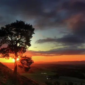 Scots Pine, Knock of Formal, Perthshire Scotland Scots Pine, Knock of Formal, Perthshire Scotland