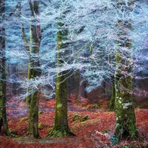 Hoar Frost Forest Print Hoar Frost Forest Print