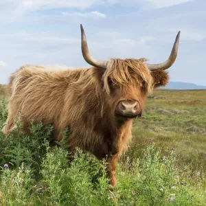 Scottish Highland Cattle or Kyloe, northern Scotland, Scotland, United Kingdom, Europe Scottish Highland Cattle or Kyloe, northern Scotland, Scotland, United Kingdom, Europe
