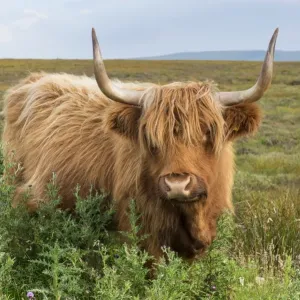 Scottish Highland Cattle Print Scottish Highland Cattle Print