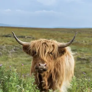 Scottish Highland Cattle or Kyloe, northern Scotland, Scotland, United Kingdom, Europe Scottish Highland Cattle or Kyloe, northern Scotland, Scotland, United Kingdom, Europe