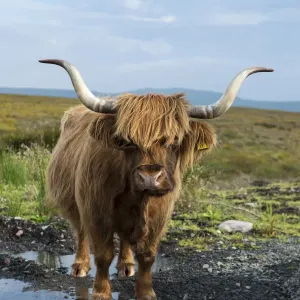 Scottish Highland Cattle or Kyloe, northern Scotland, Scotland, United Kingdom, Europe Scottish Highland Cattle or Kyloe, northern Scotland, Scotland, United Kingdom, Europe