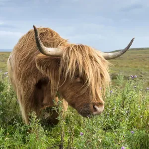 Scottish Highland Cattle Print on Thistle Flowers Scottish Highland Cattle Print on Thistle Flowers