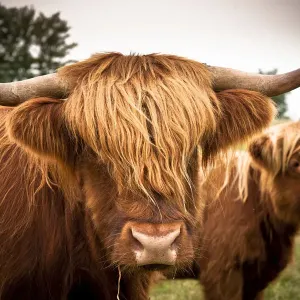 Scottish Highland Cattle Print Scottish Highland Cattle Print