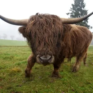 Scottish Highland Cow Print, Allgaeu, Bavaria Scottish Highland Cow Print, Allgaeu, Bavaria