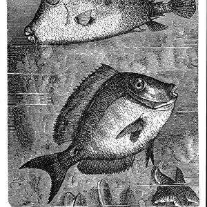 The scrawled cowfish (ostracion quadricornis) and Doctorfish (Acanthurus chirurgus)