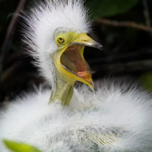 Scream of a Snowy Egret Chick