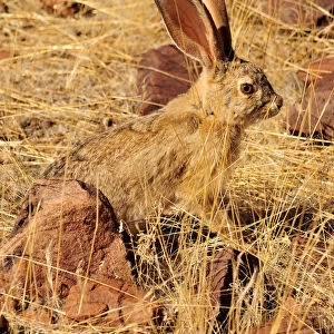 Scrub Hare (Lepus saxatilis), Mik Mountains, Damaraland, Namibia, Africa