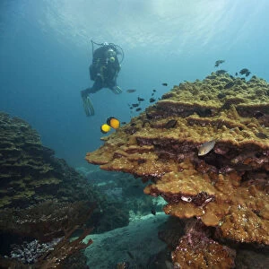 Scuba diver with coral, near Fahal, Oman