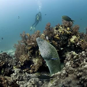 Scuba diver with a Laced Moray -Gymnothorax favagineus-, Gulf of Oman, Oman