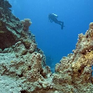 Scuba diver at a reef, Marsa Alam, Egypt, Red Sea, Africa