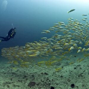 Scuba diver with a school of Yellowtail Snapper -Ocyurus chrysurus-, Gulf of Oman, Oman