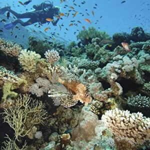 Scuba diver swimming above colourful coral reef, school of fish swimming past, lionfish in foreground, underwater