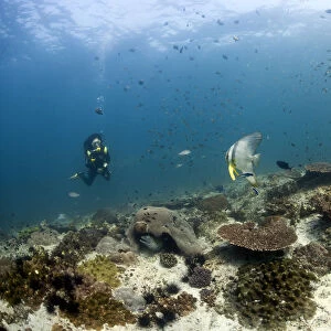 Scuba diver swimming over a reef, Gulf of Oman, Oman
