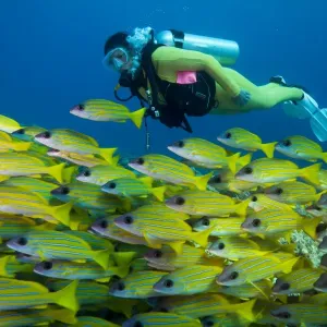 Scuba diver watching a school of Bluestripe Snappers -Lutjanus kasmira-, Palau Scuba diver watching a school of Bluestripe Snappers -Lutjanus kasmira-, Palau