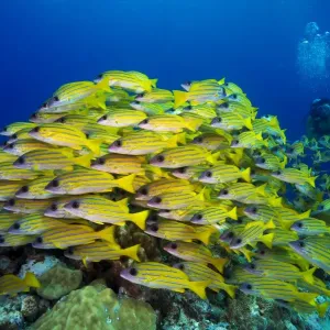 Scuba diver watching a school of Bluestripe Snappers -Lutjanus kasmira-, Palau Scuba diver watching a school of Bluestripe Snappers -Lutjanus kasmira-, Palau