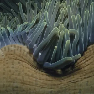 Sea Anemone Print by Jeff Rotman Underwater Photography Sea Anemone Print by Jeff Rotman Underwater Photography