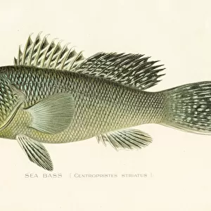 Sea bass chromolithograph 1898