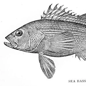 Sea bass engraving 1898