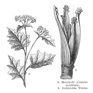 Sea cabbage vegetables engraving 1895