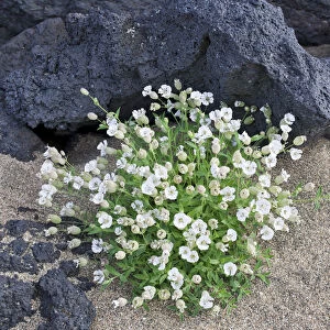 Sea Campion -Silene uniflora Roth-, Buoir or Faskruosfjoerour, Snaefellsnes, Snaefellsness, Iceland, Europe