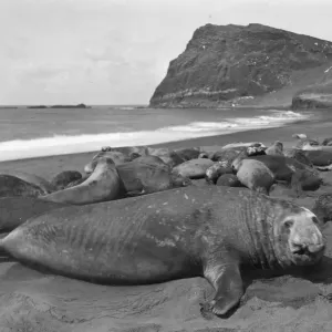 Sea Elephant
