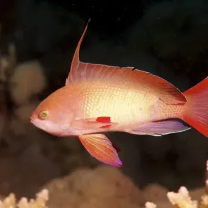 Sea goldie, Jevel fairy basslet -Pseudanthias squamipinnis-, Red Sea, Egypt, Africa Sea goldie, Jevel fairy basslet -Pseudanthias squamipinnis-, Red Sea, Egypt, Africa