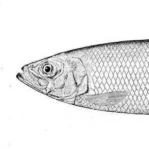 Sea herring engraving 1898
