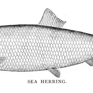 Sea herring engraving 1898 Sea herring engraving 1898