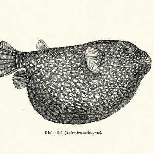 Sea life, Pufferfish (Globe fish), Tetrodon meleagris