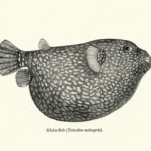 Vintage Pufferfish Print Vintage Pufferfish Print
