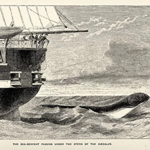 Sea monster - Sea-serpent seen from HMS Daedalus
