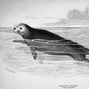 Nature & Wildlife Collection: Sea Otter